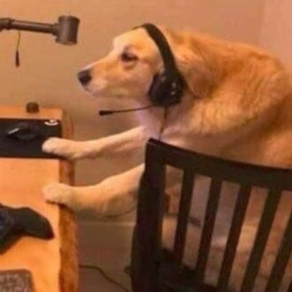Out Of context dogs