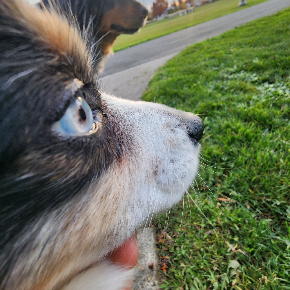 RadishDug