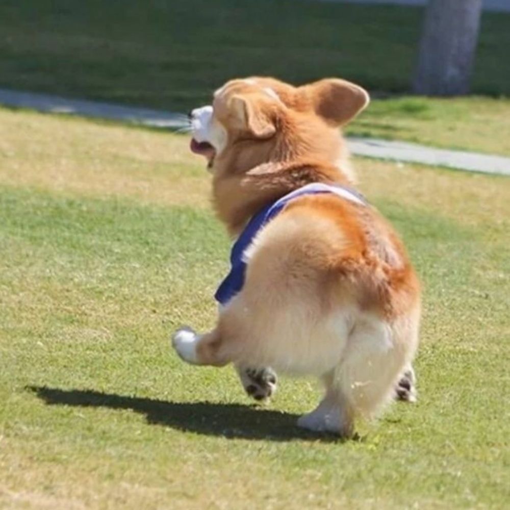들리