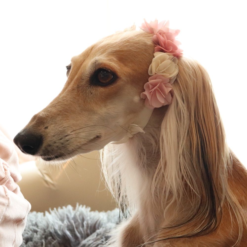ただの愛犬BOT
