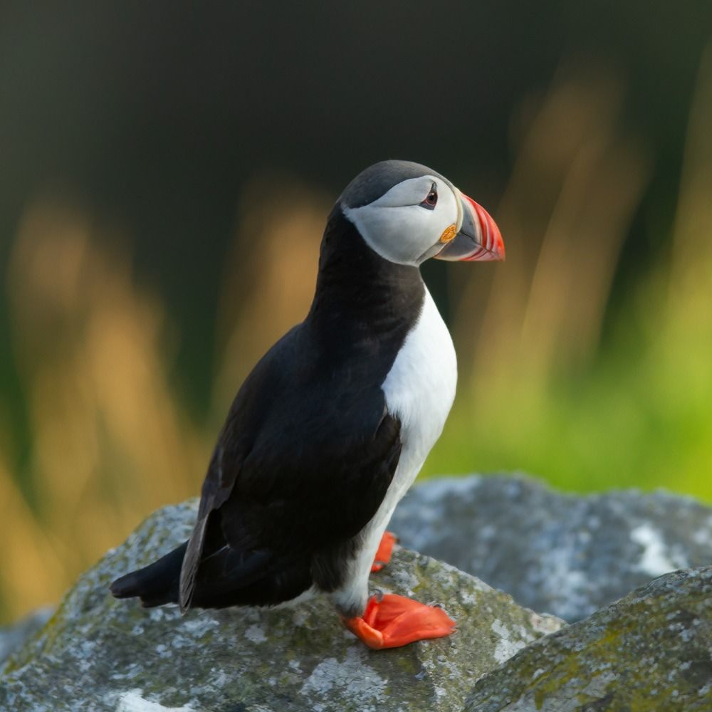 People & Puffins
