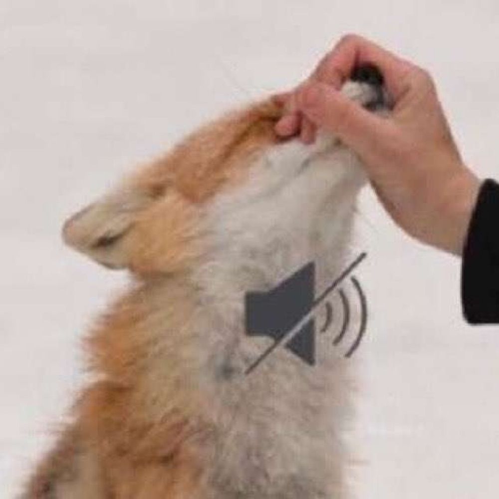 fox zarow ♡🐀