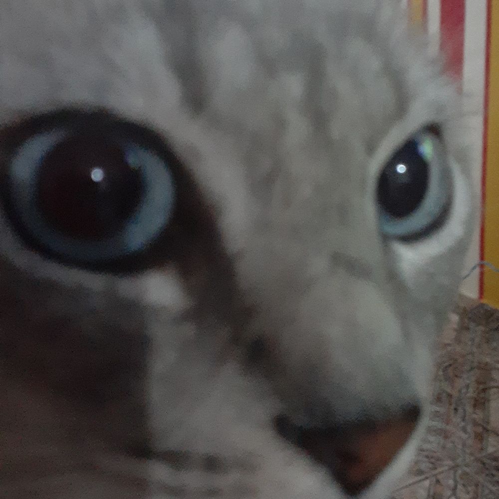 RAZIHHEL 