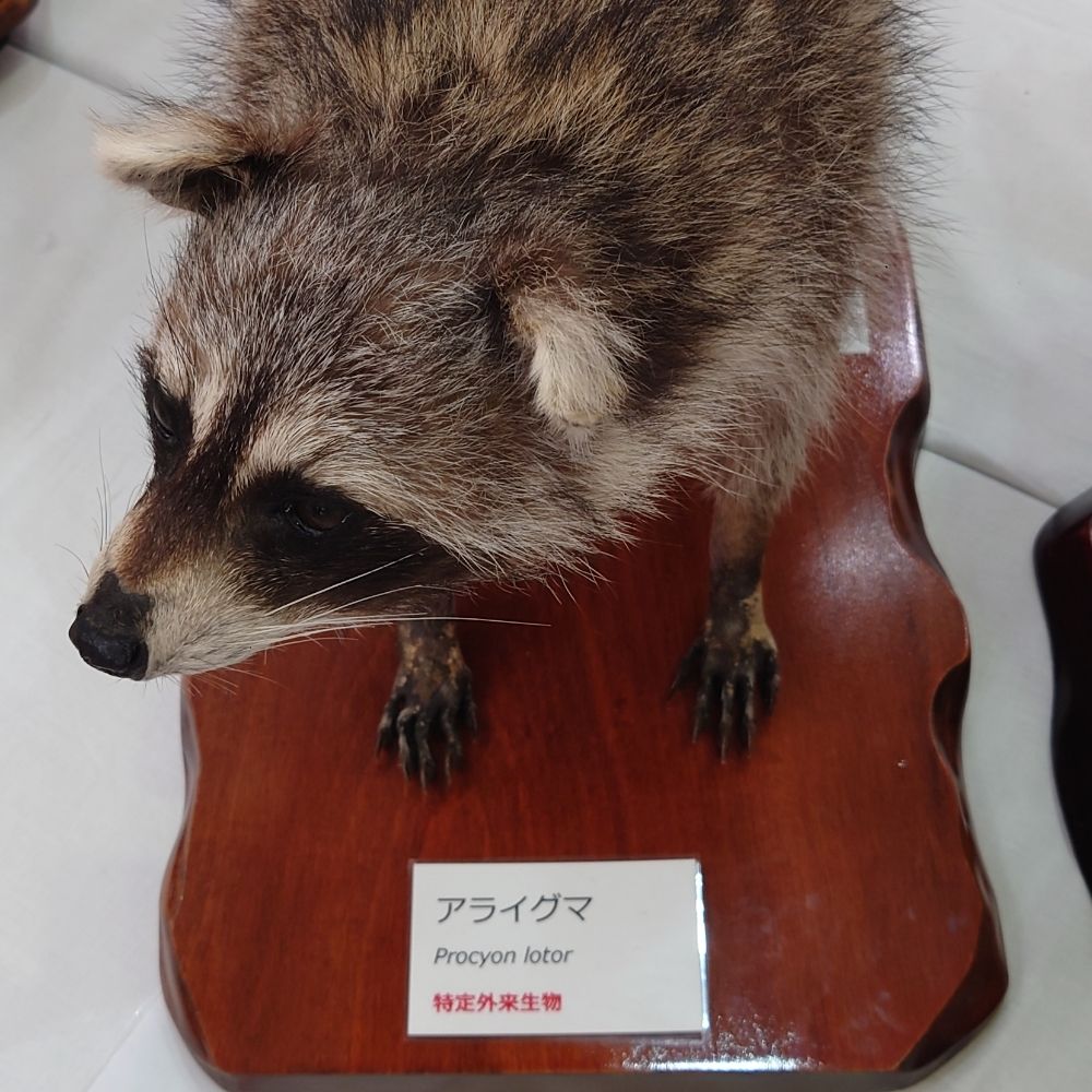 ざつやく