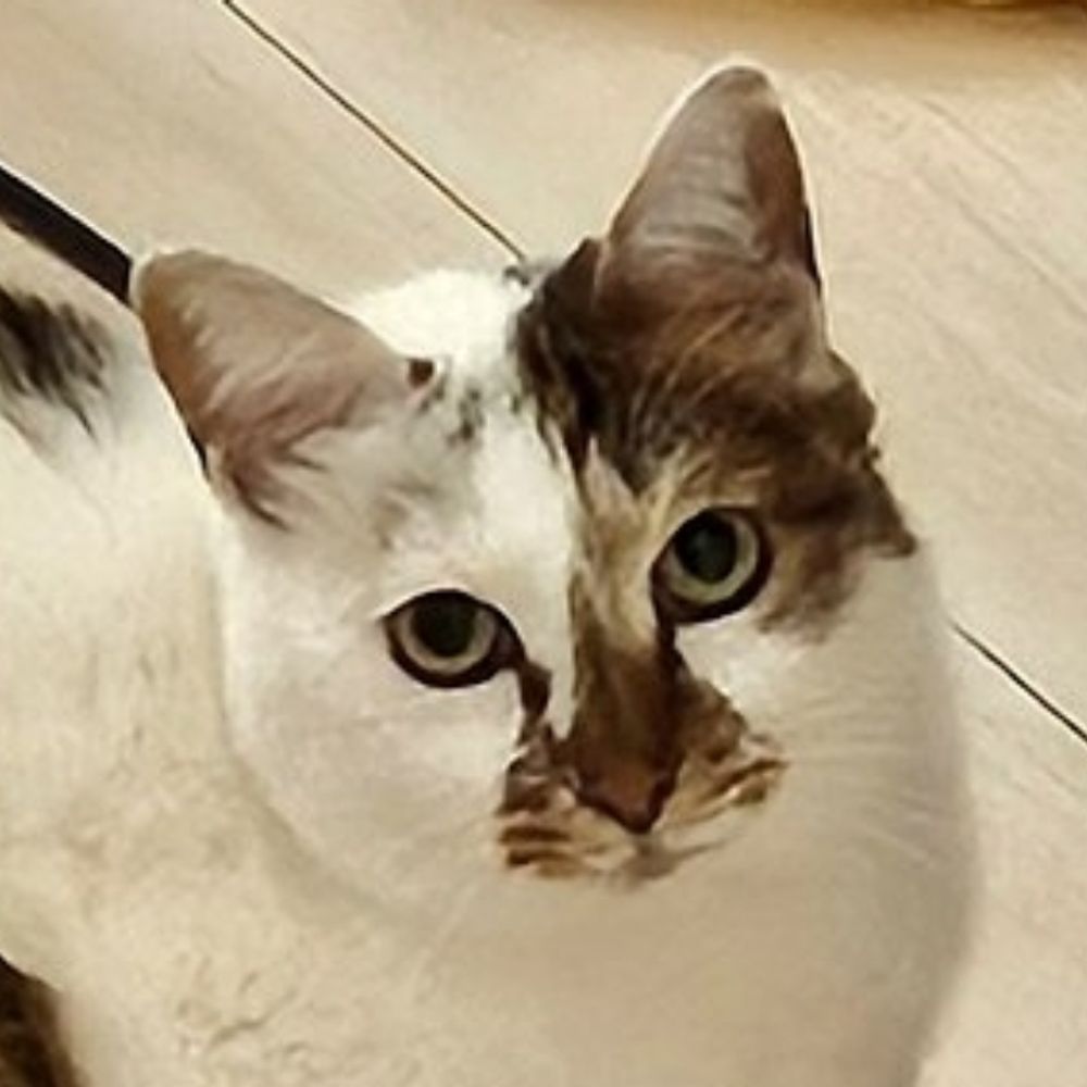 徳用チョコ