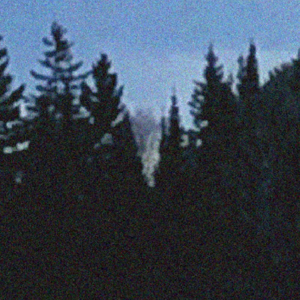 pinewish