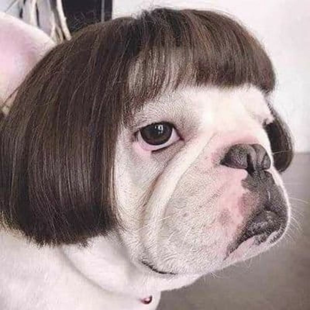 Cachorro de peruca 