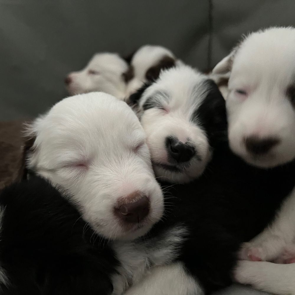 Field Stone Border Collies