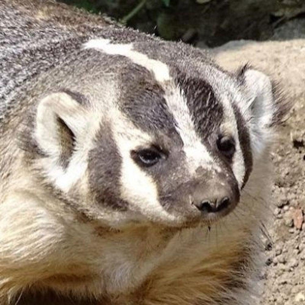 Badger G.