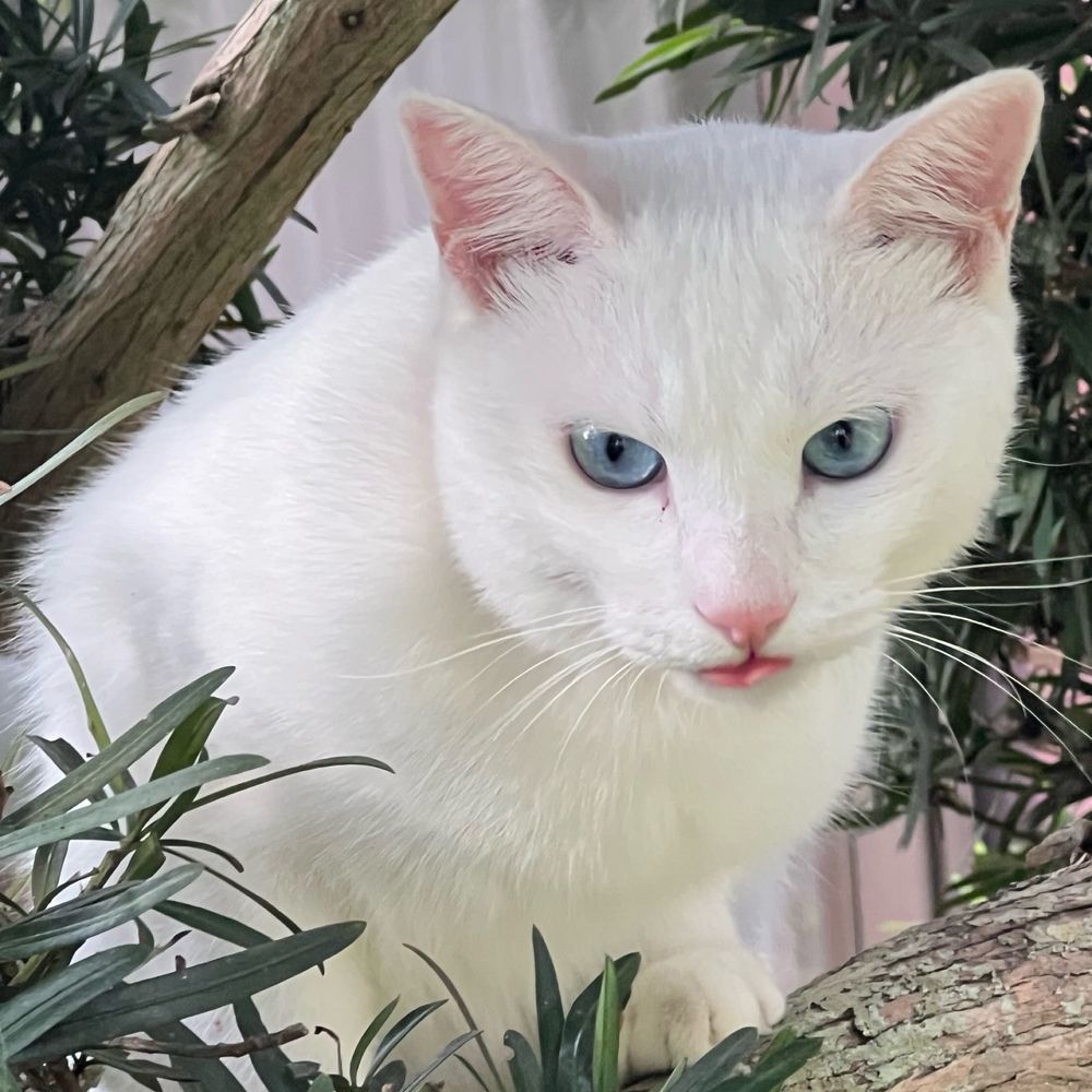 にしお