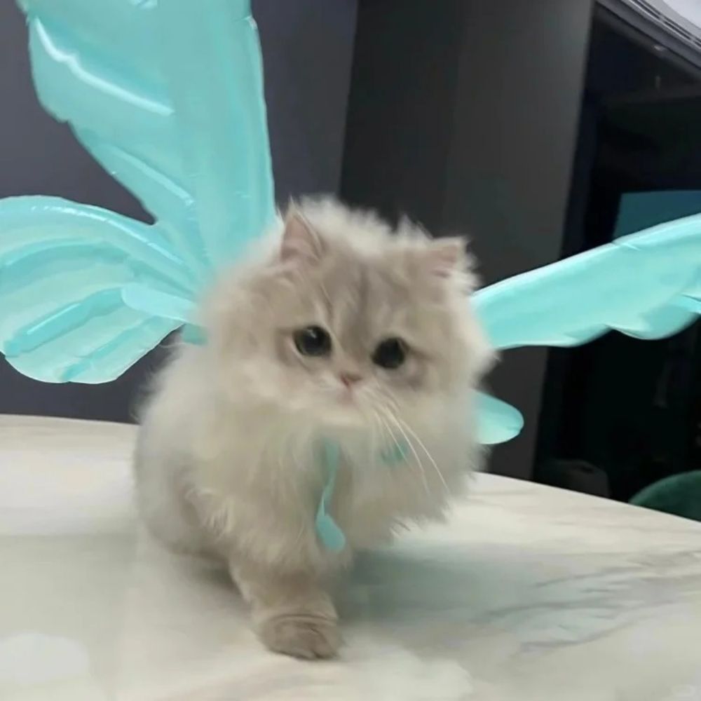 BABY