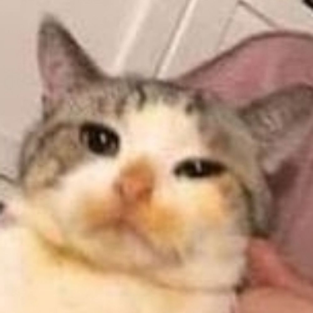 Kat