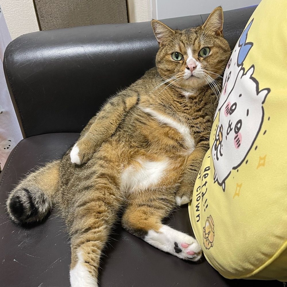ぷにを