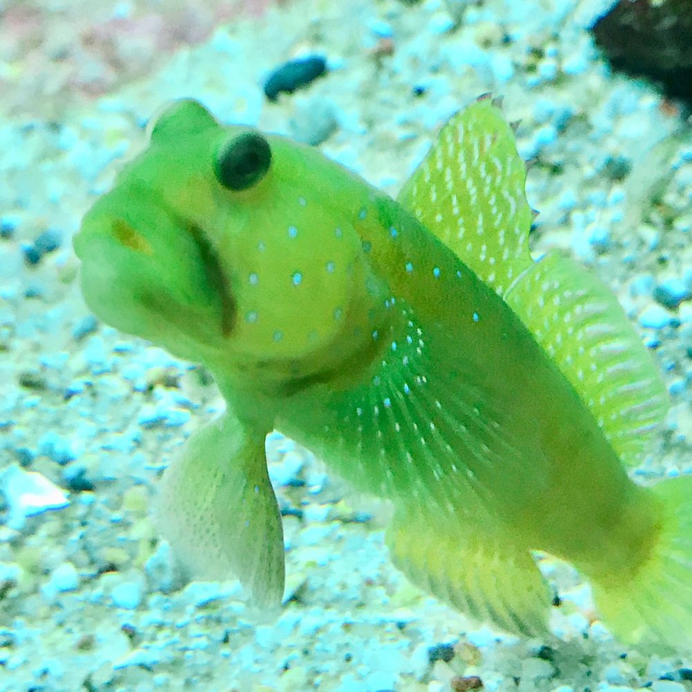 海野つなみ