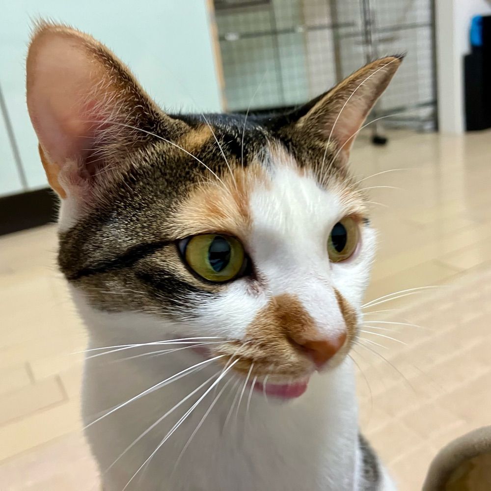 三毛猫のまつりちゃん