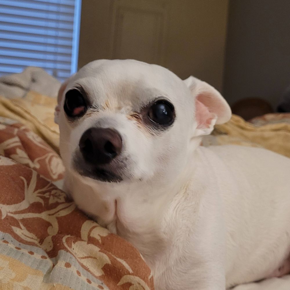 Dorkus