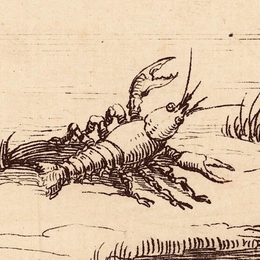 renegade-crayfish