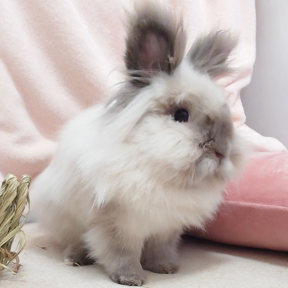 どんこ🐇ころもちゃんの飼い主