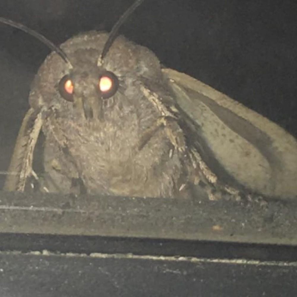 IdleBystander