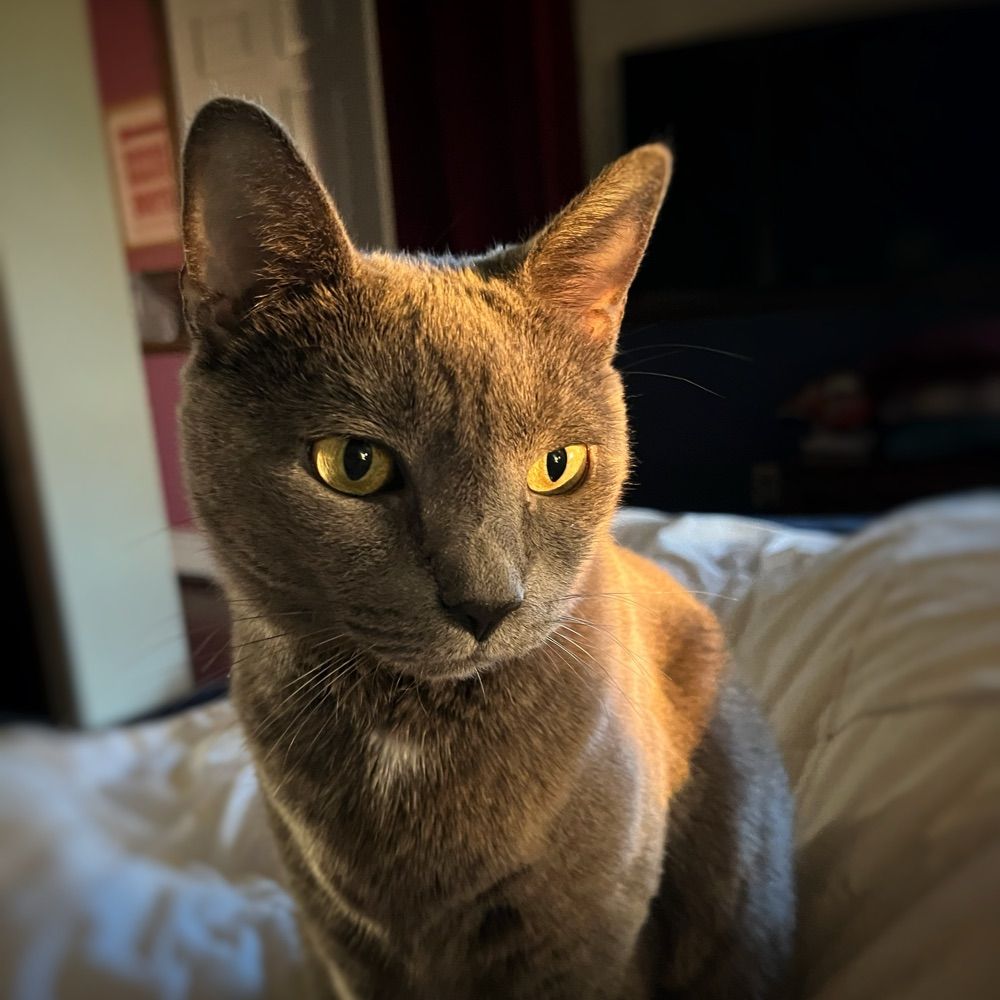 User avatar
