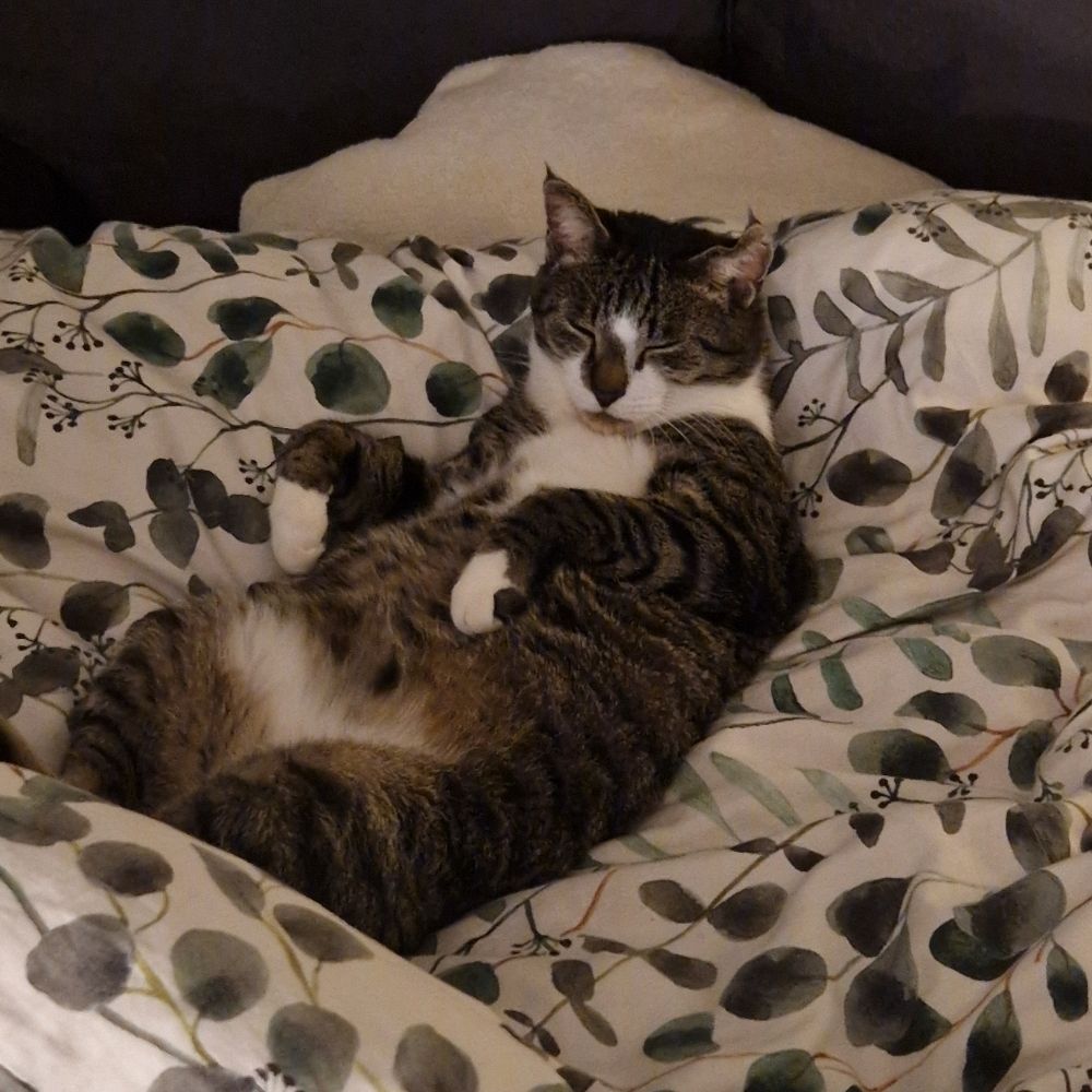 Amelia
