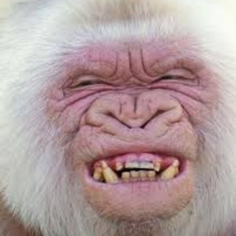 Ginger Gorilla