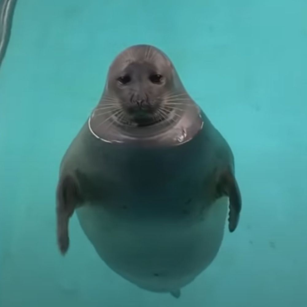 onbius