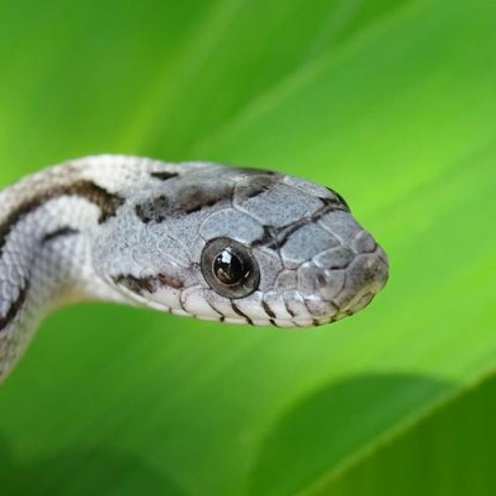 長谷川🐍ひこぞう