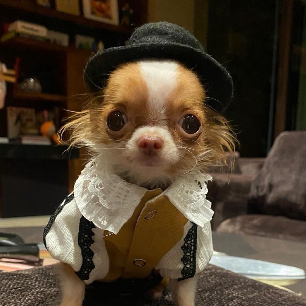 Pilaf, the little Mouse