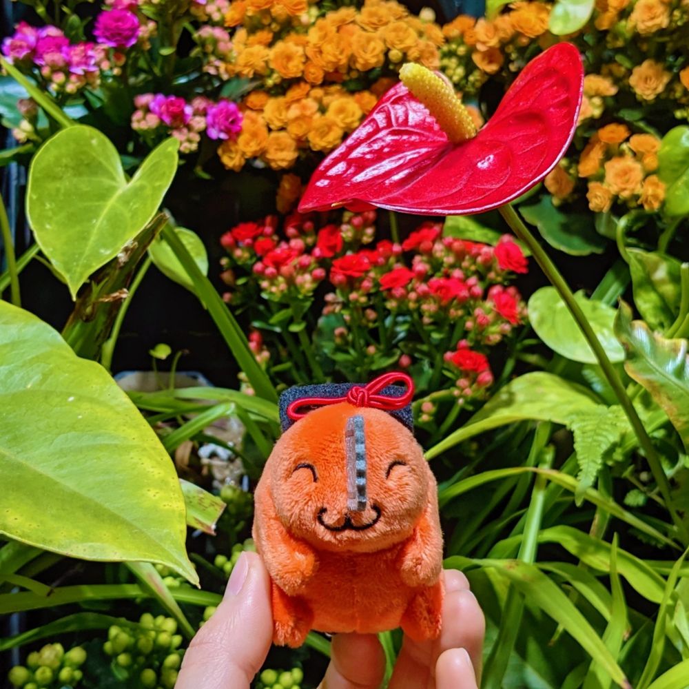𝐚𝐬𝐚.