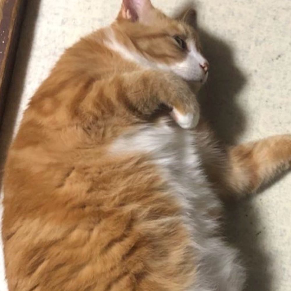 ぱぬら