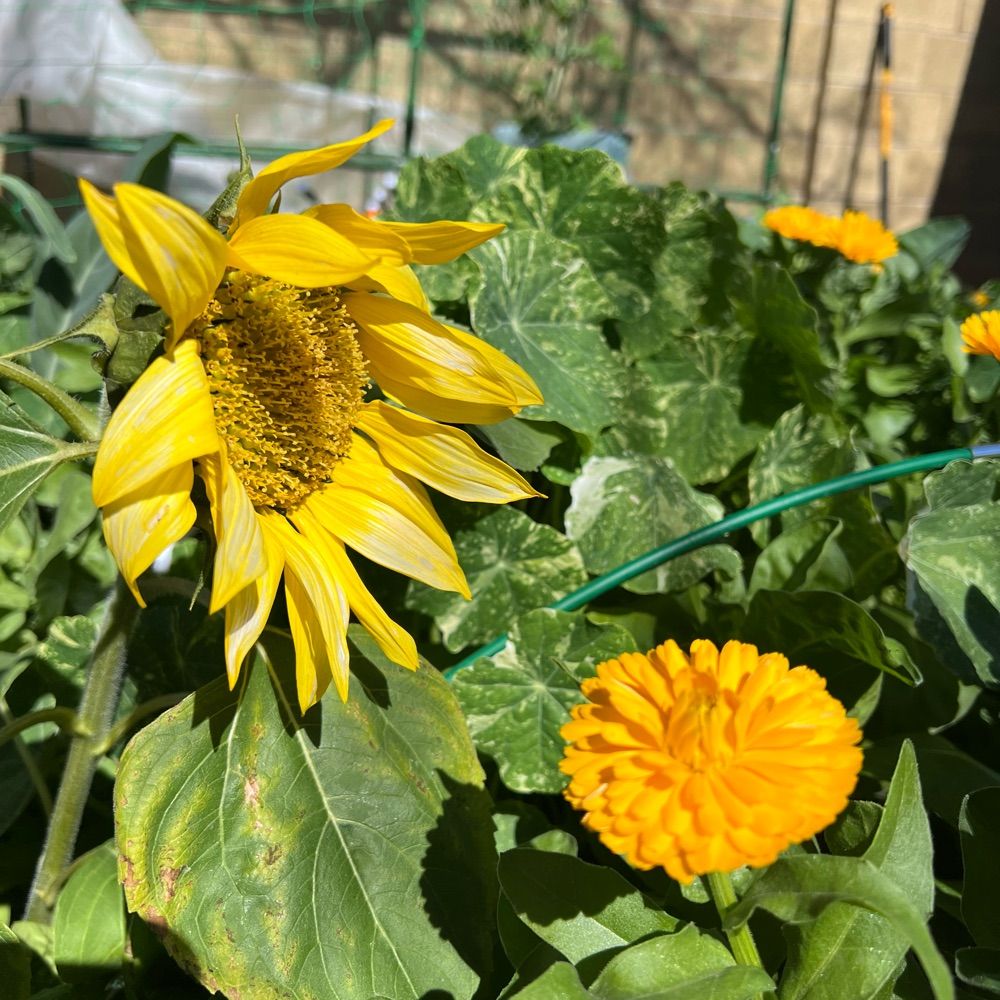Sun and Soil Circle