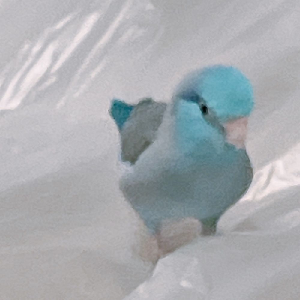 私は鳥が大好きです