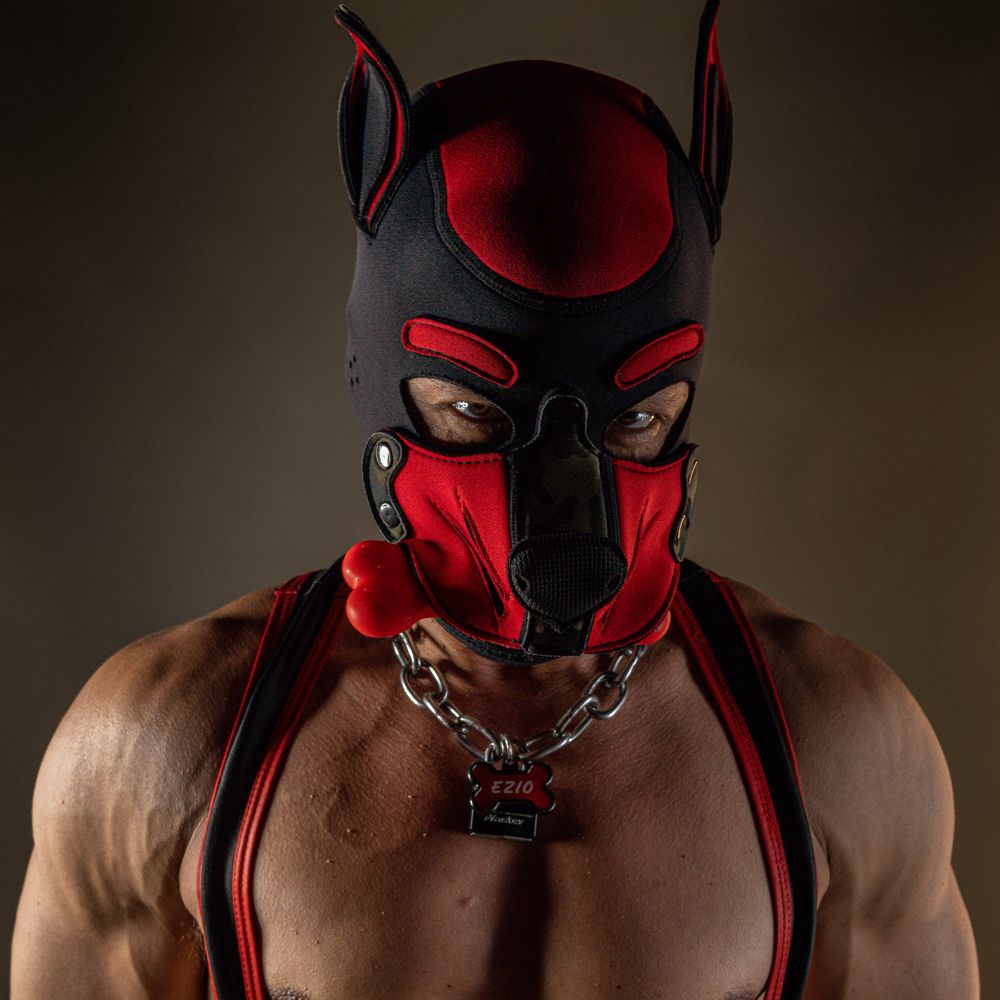 The Pup Ezio