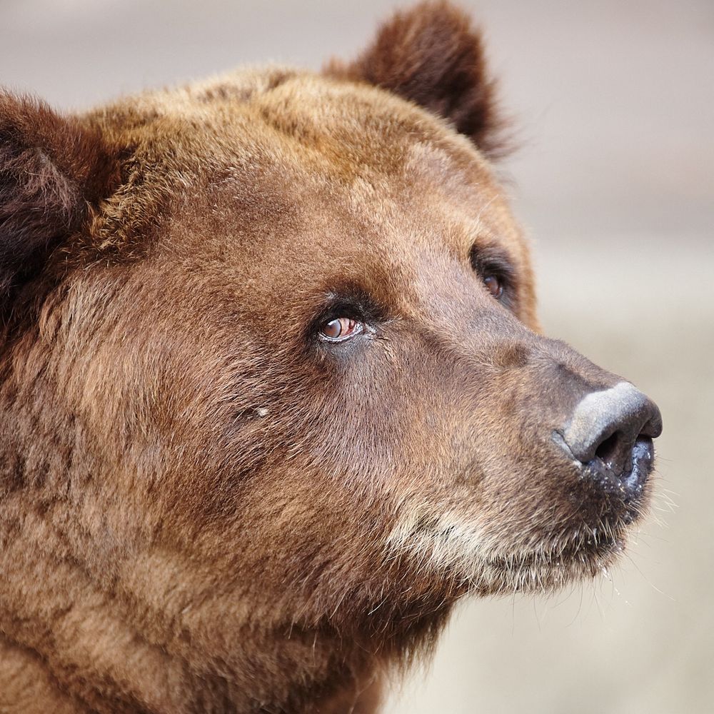 Bear