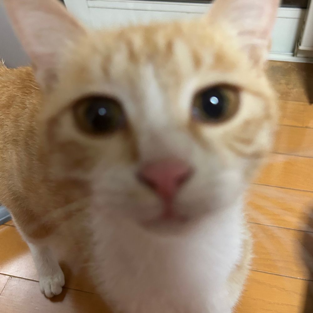 しま