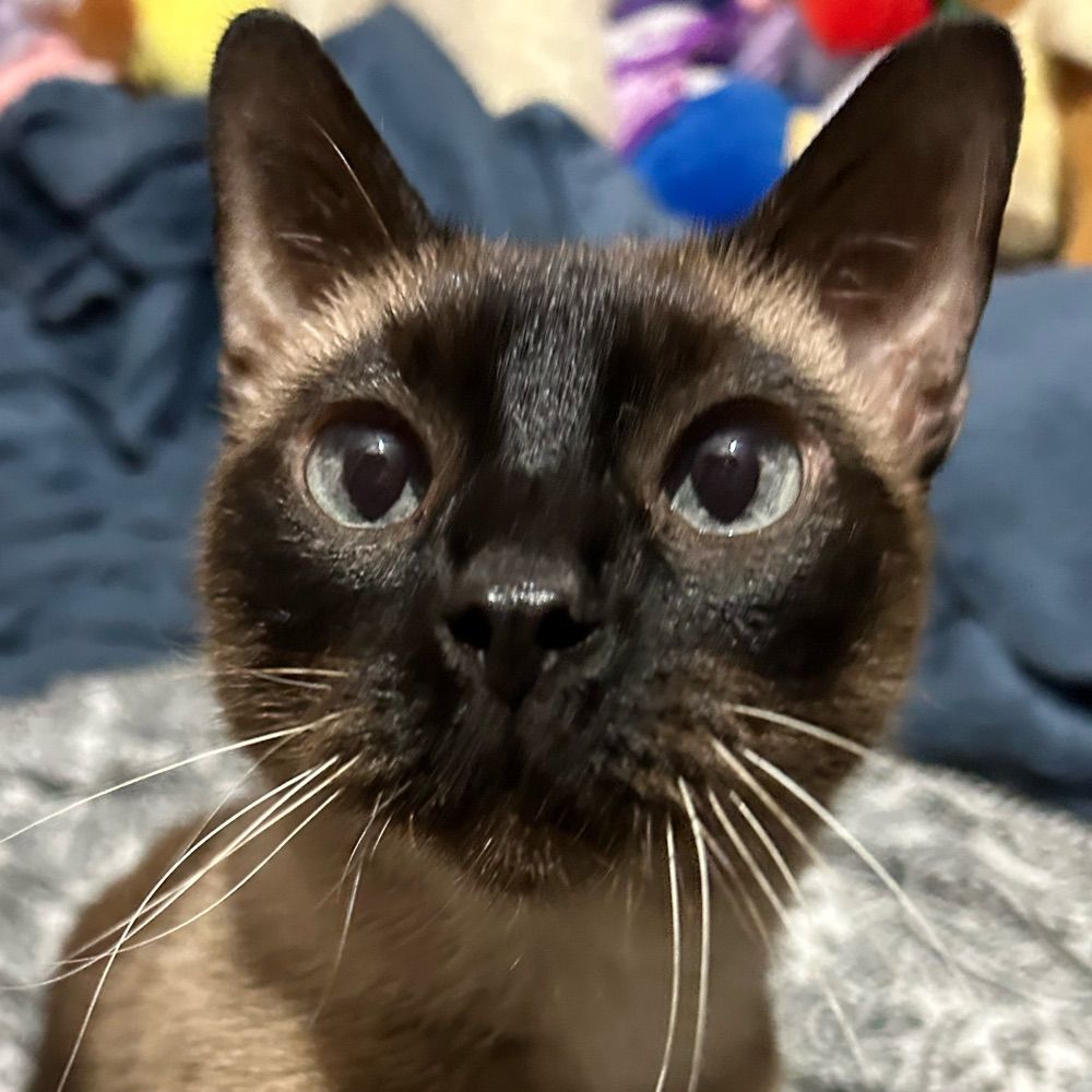 💖Zelda💖