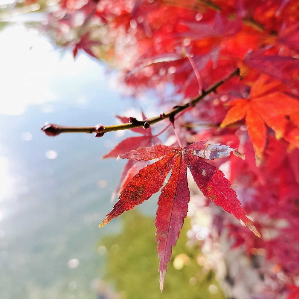 千田