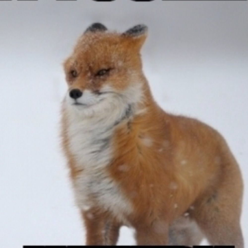 FoxUnspecified