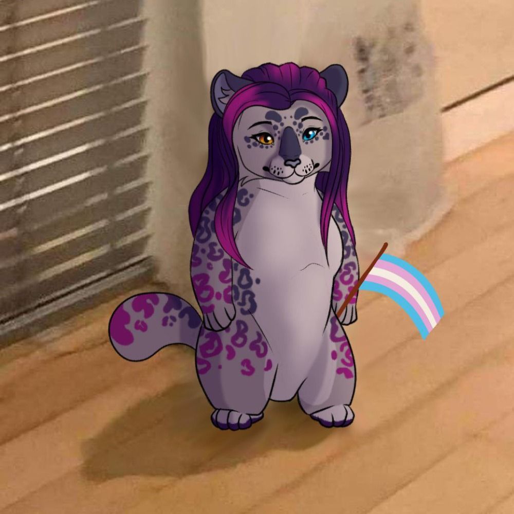 Latte the Snow leopard