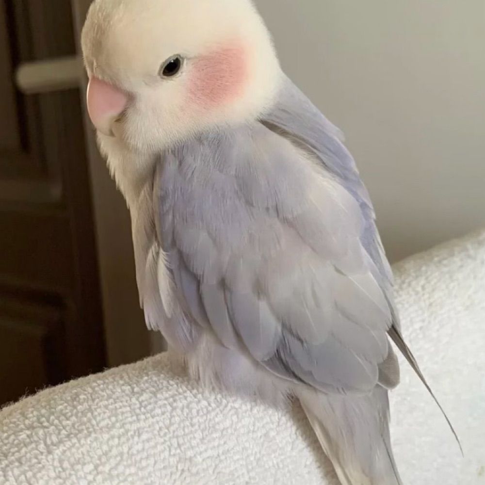 San ☆