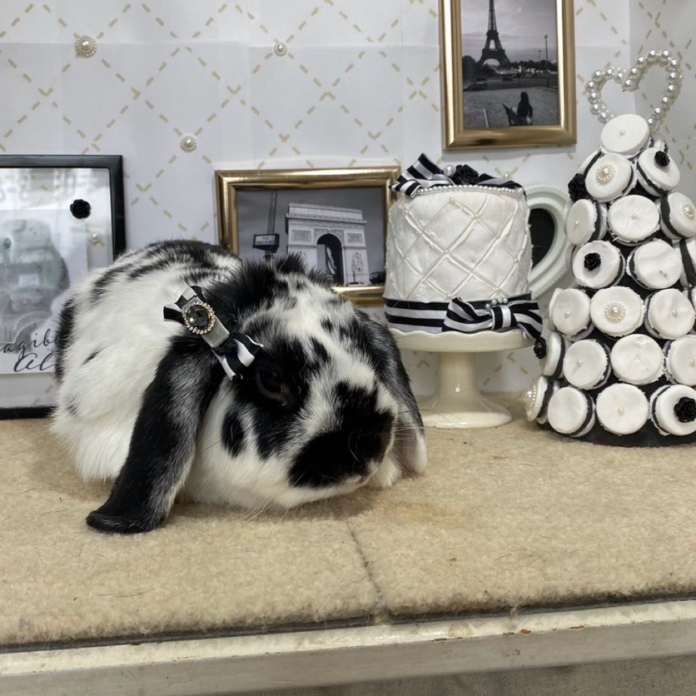 スタッフ　佐藤🐇