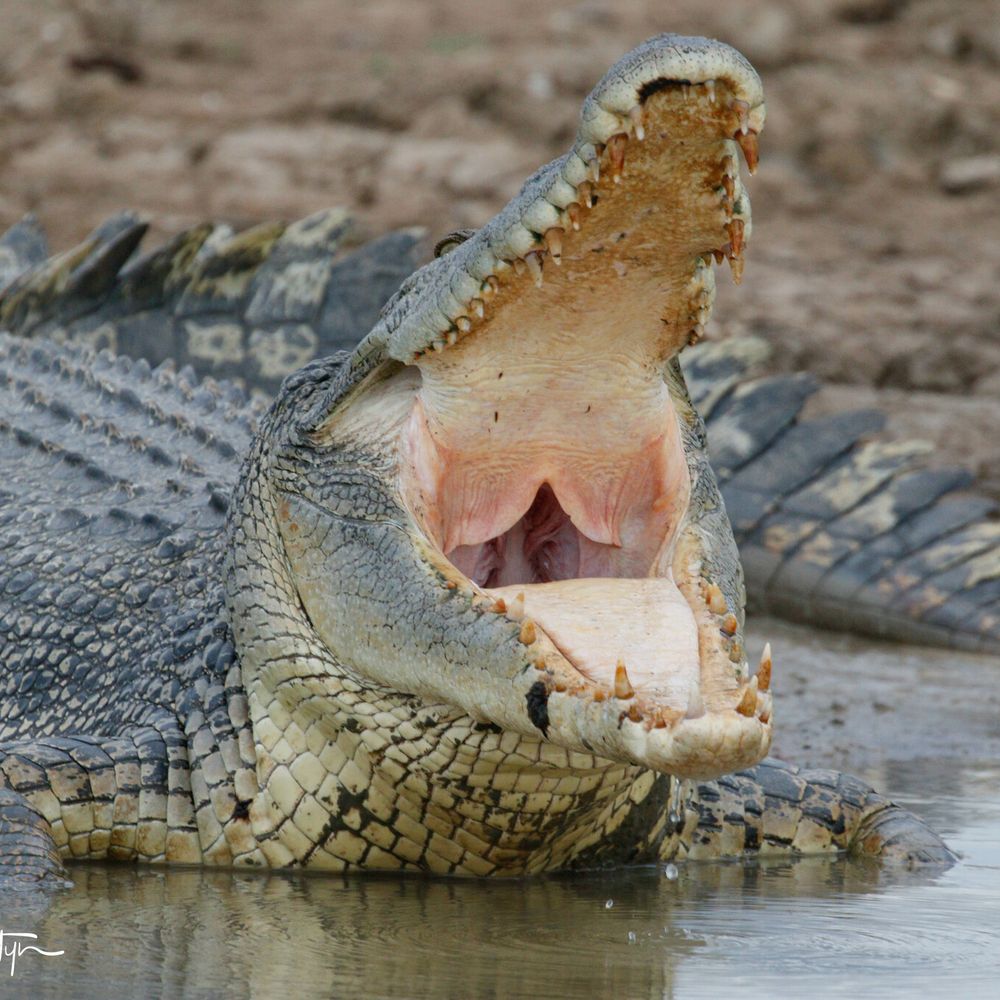 Drawing Crocodiles scales is pure pain