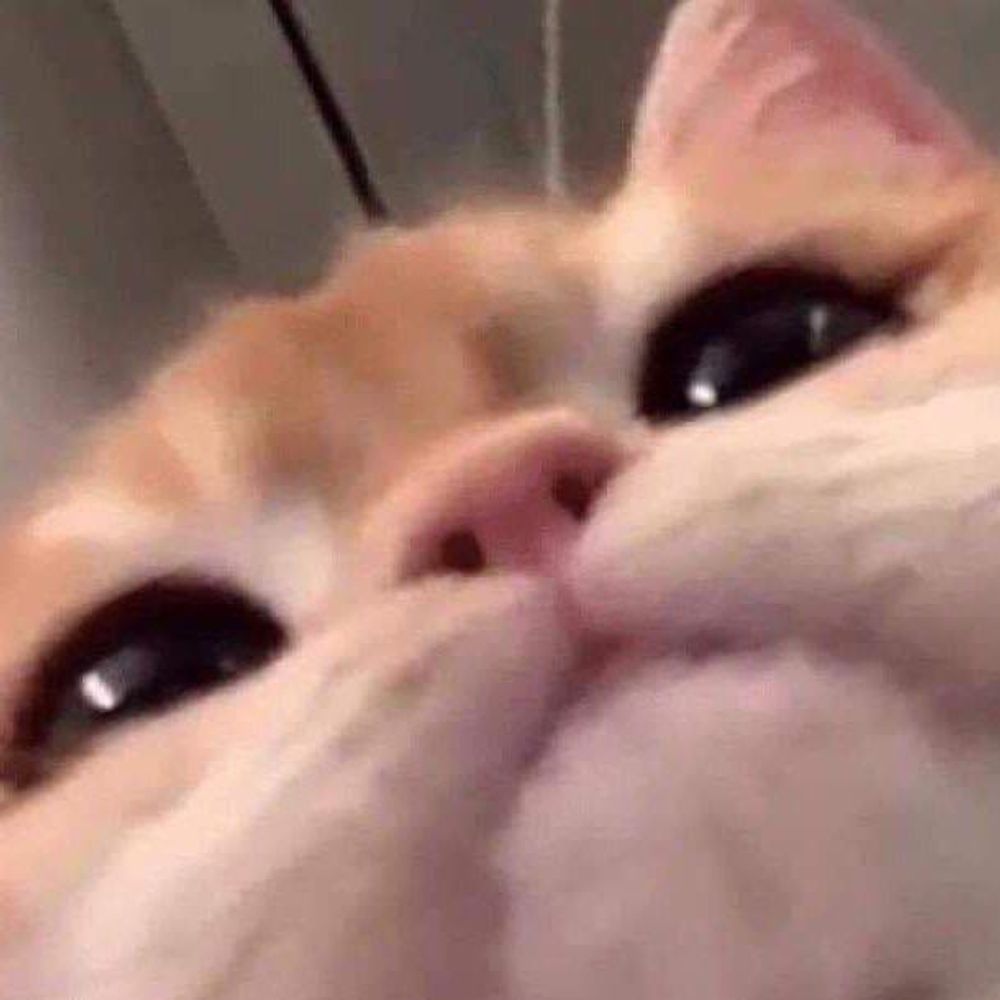 jaeyeon | =(^.ᓀ ‸ ᓂ^)=