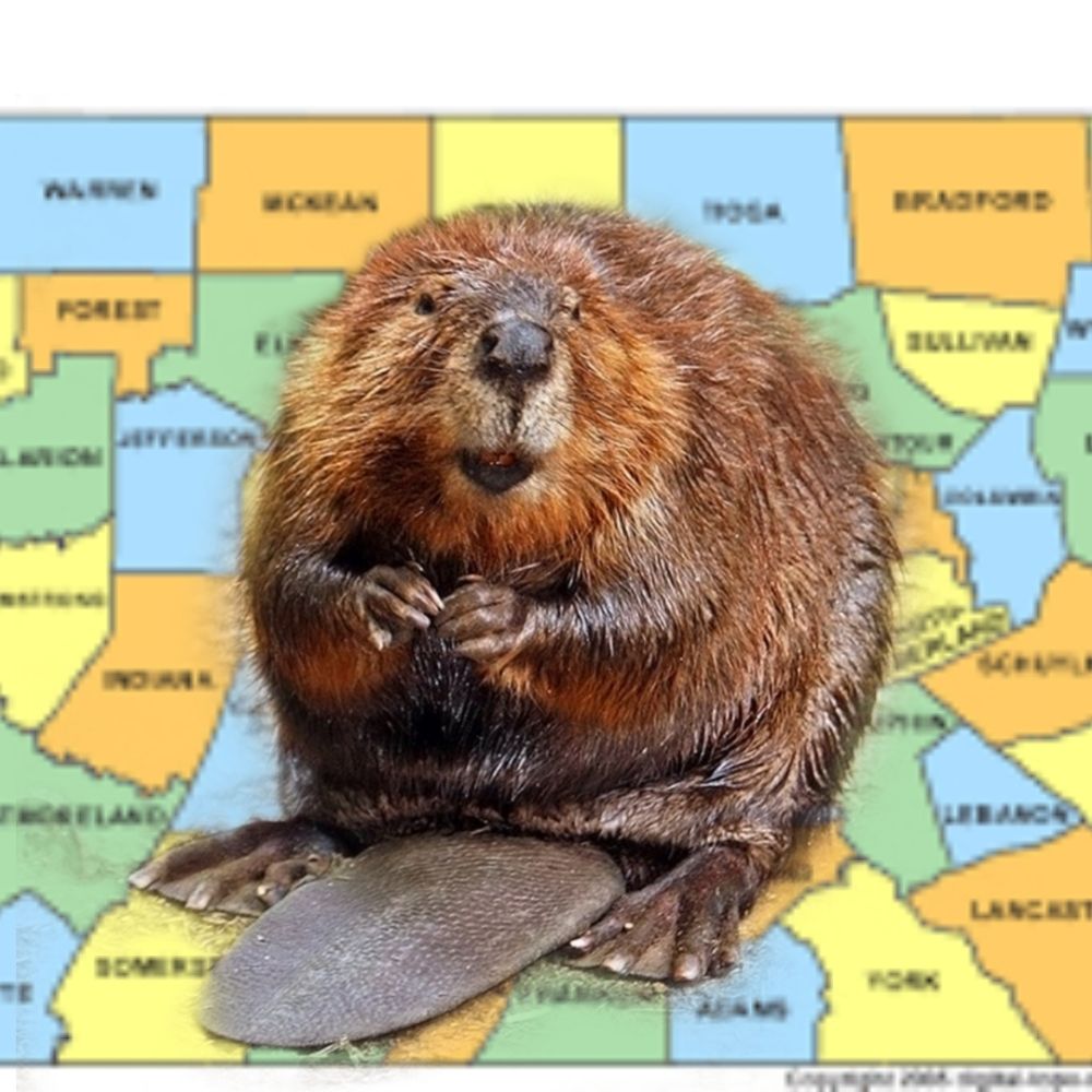 Leftist Beaver