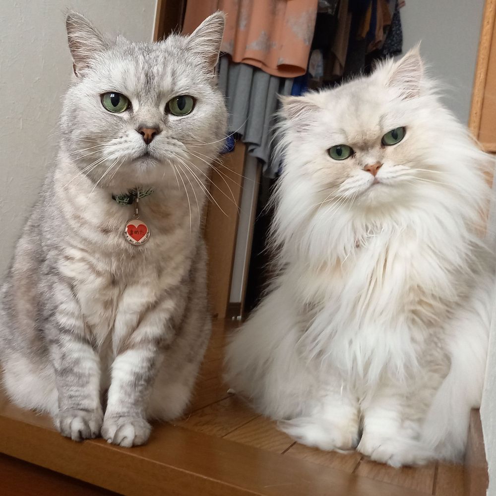 かつさん