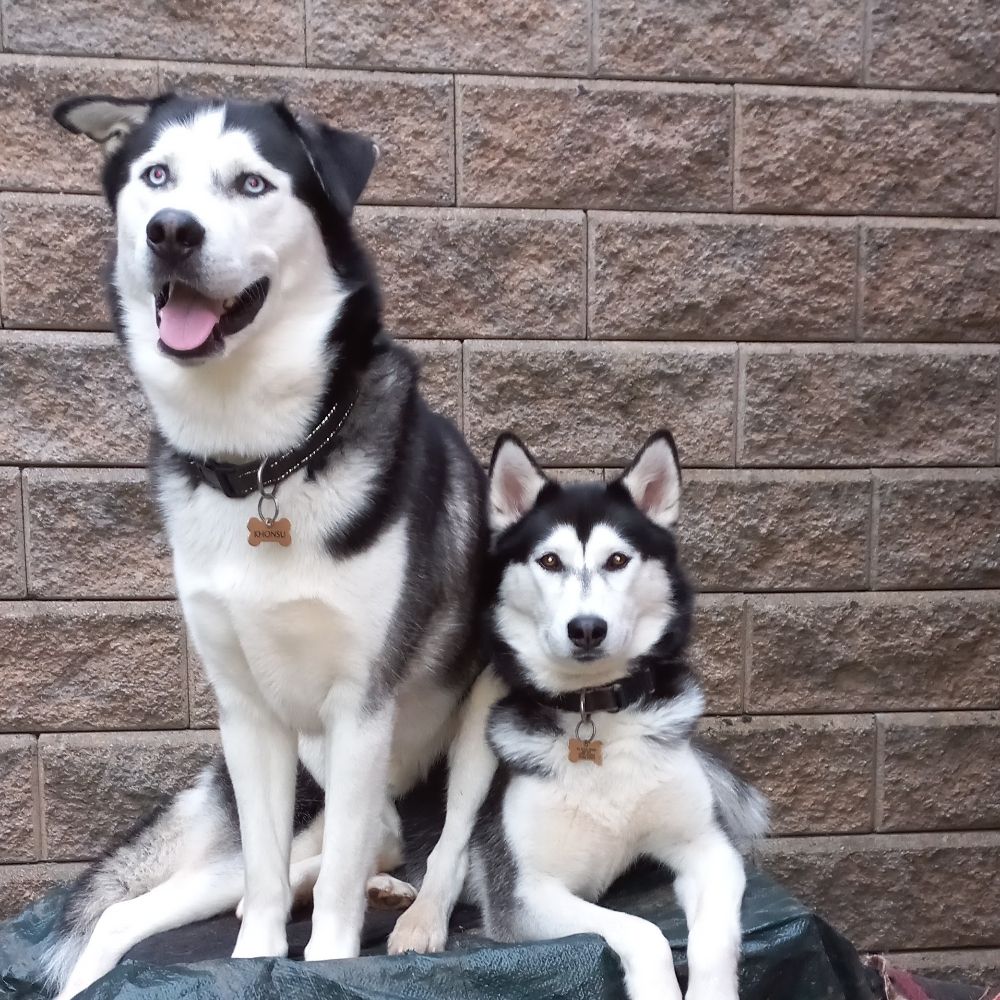 HuskyMum 🐺❤️🌹