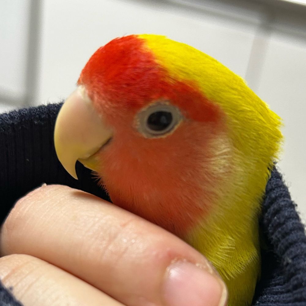 いんこほっぺ