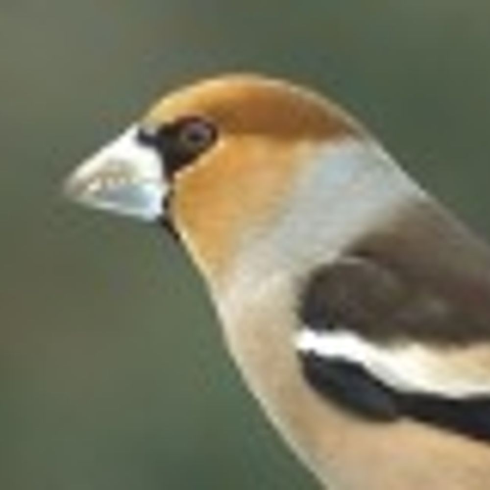 Kernbeisser