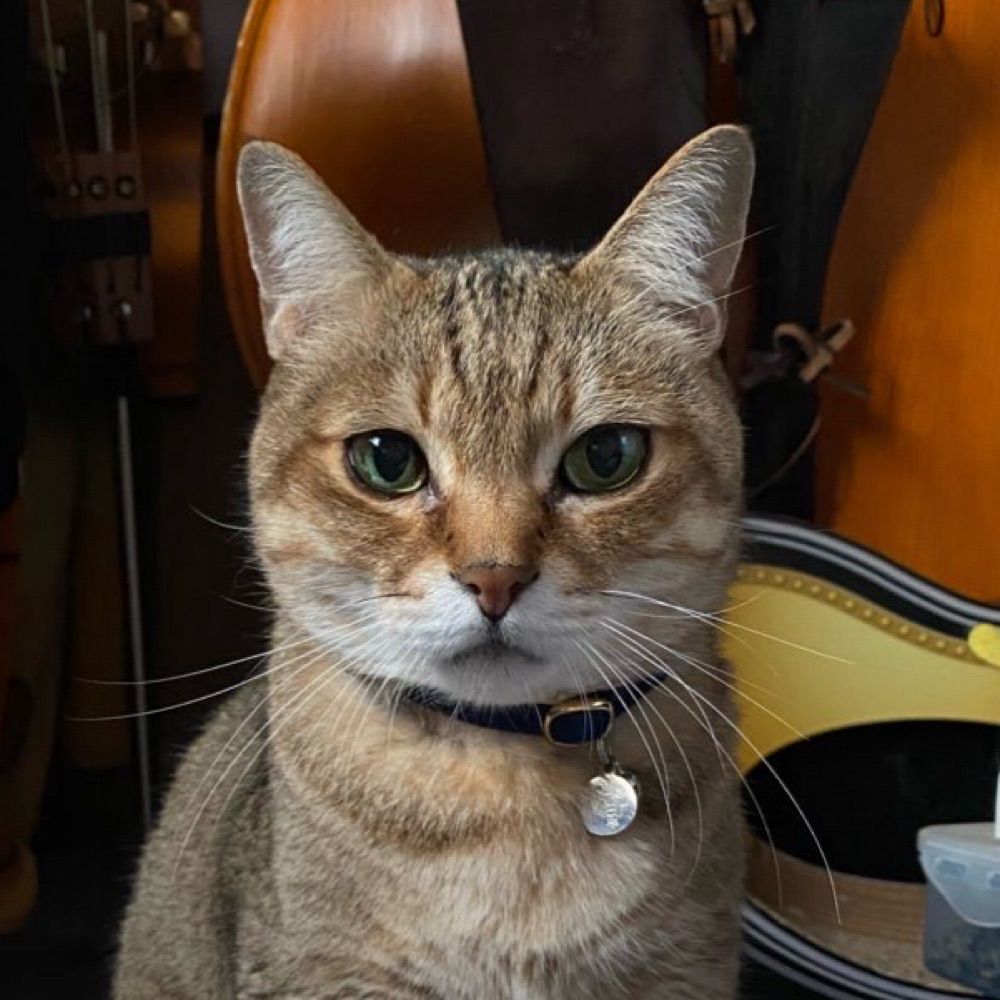 gato